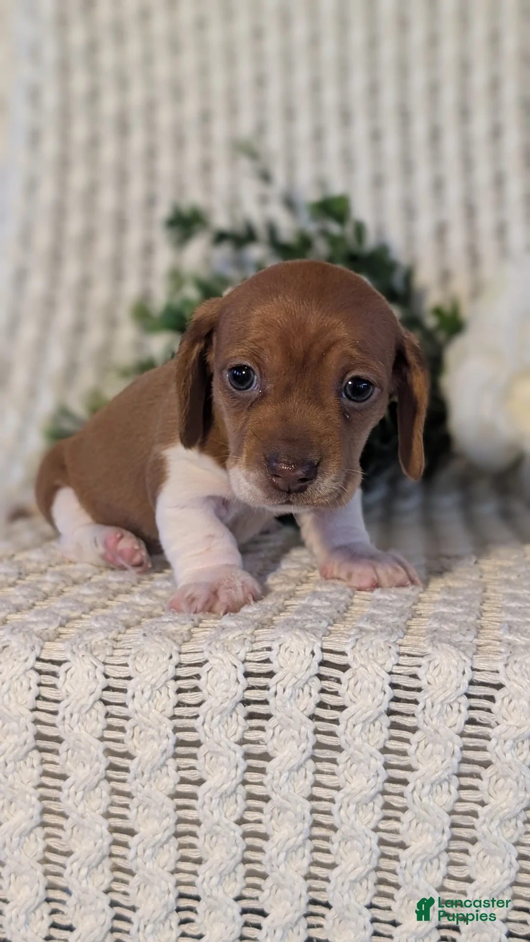 Miniature Dachshund dogs for sale: Zya - Ad 9