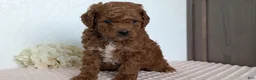 Cavapoo dogs for sale: Rocky - Ad 9