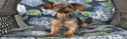 Yorkshire Terrier dogs for sale: Thomas - Ad 6