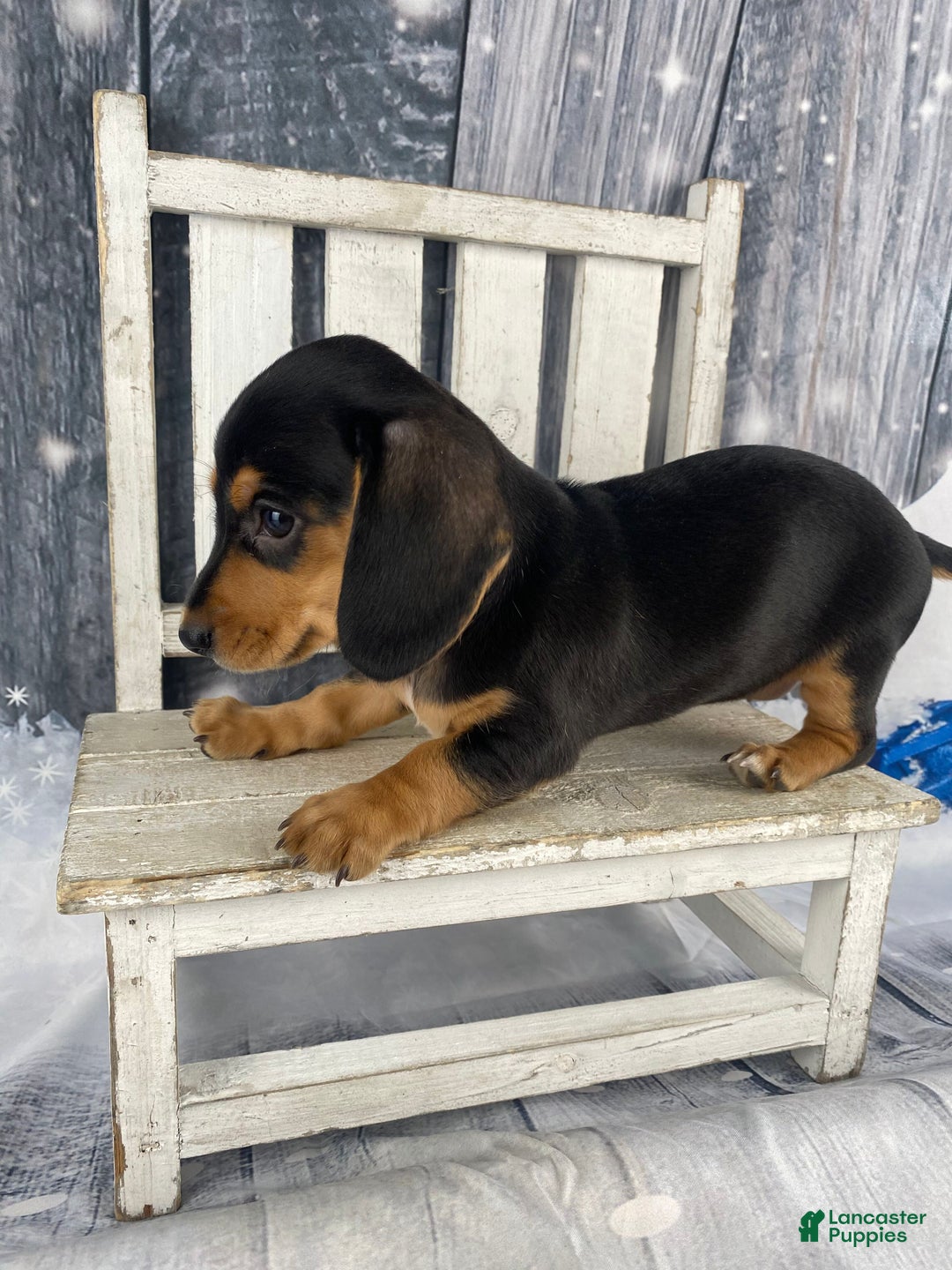 Miniature Dachshund dogs for sale: Lucy - Ad 6