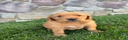 Golden Retriever dogs for sale: Rugor - Ad 3
