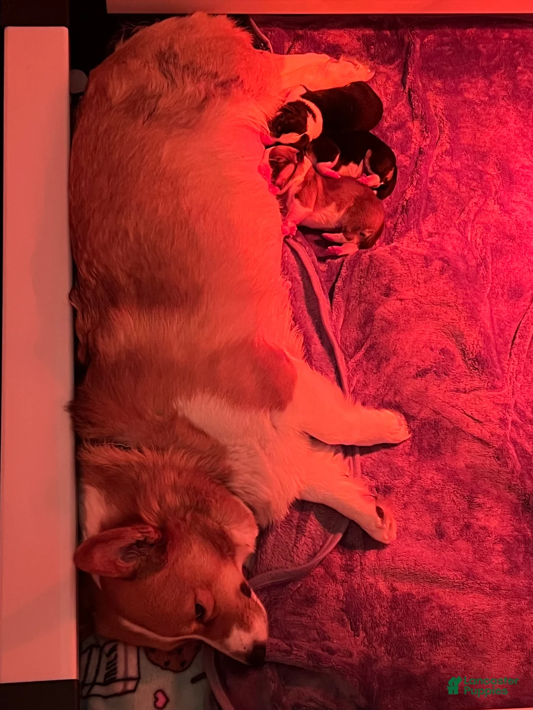 Welsh Corgi Pembroke dogs for sale: Male Welsh Corgi Pembroke Puppy - Black/ Tri - Ad 3