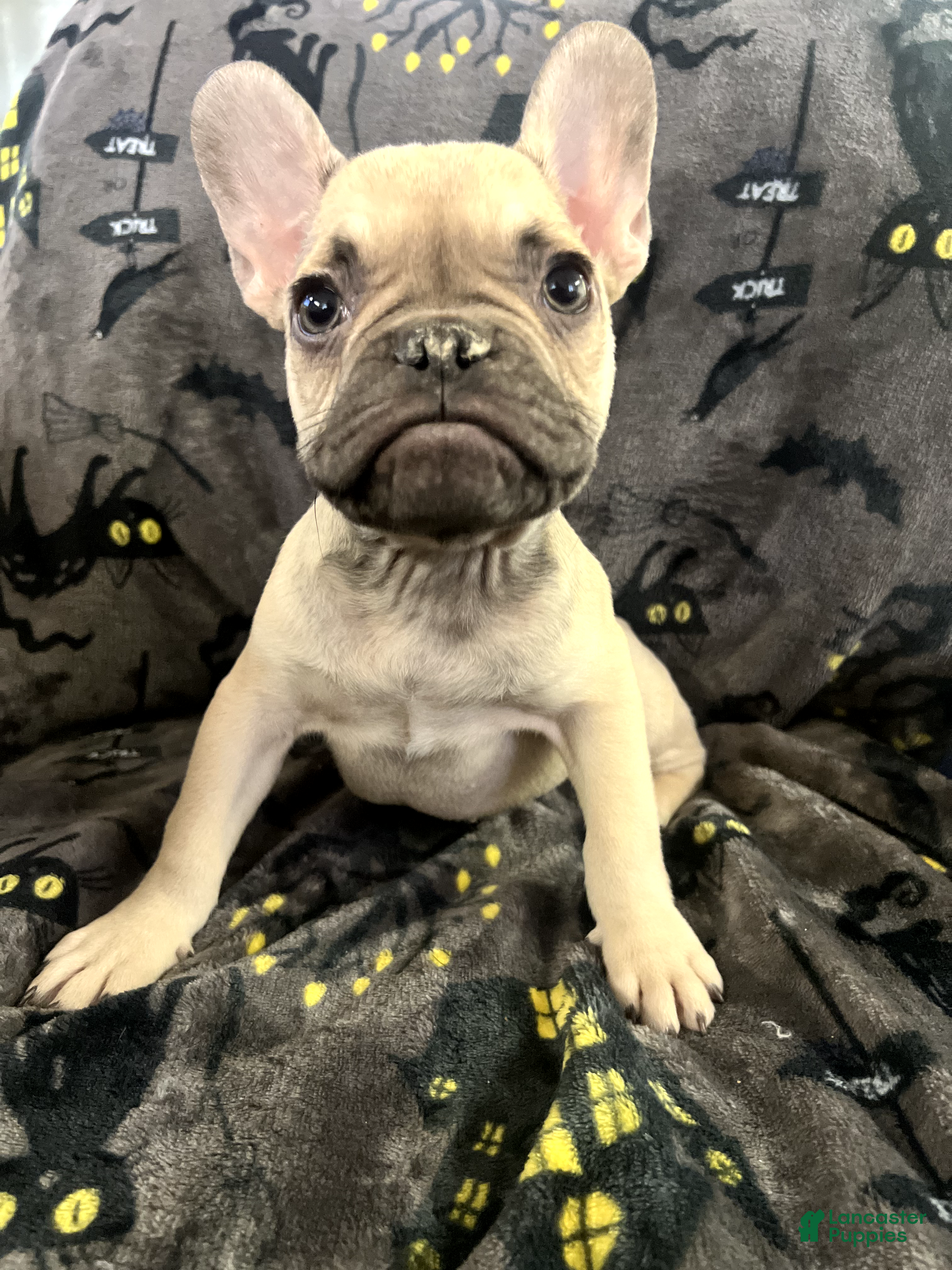 French Bulldog dogs Scooby Junior - Ad 4