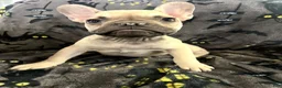 French Bulldog dogs for sale: Scooby Junior - Ad 1