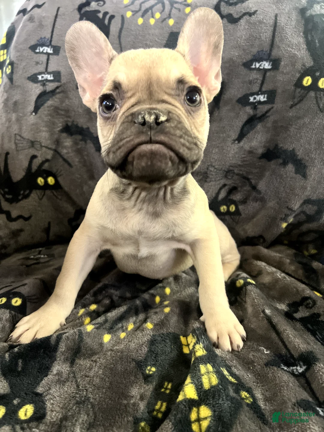 French Bulldog dogs for sale: Scooby Junior - Ad 1