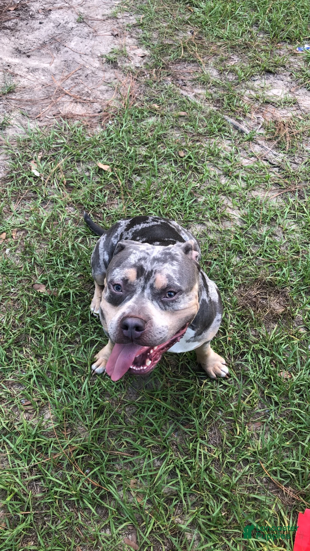 American Bulldog dogs for stud: Tank  - Ad 2