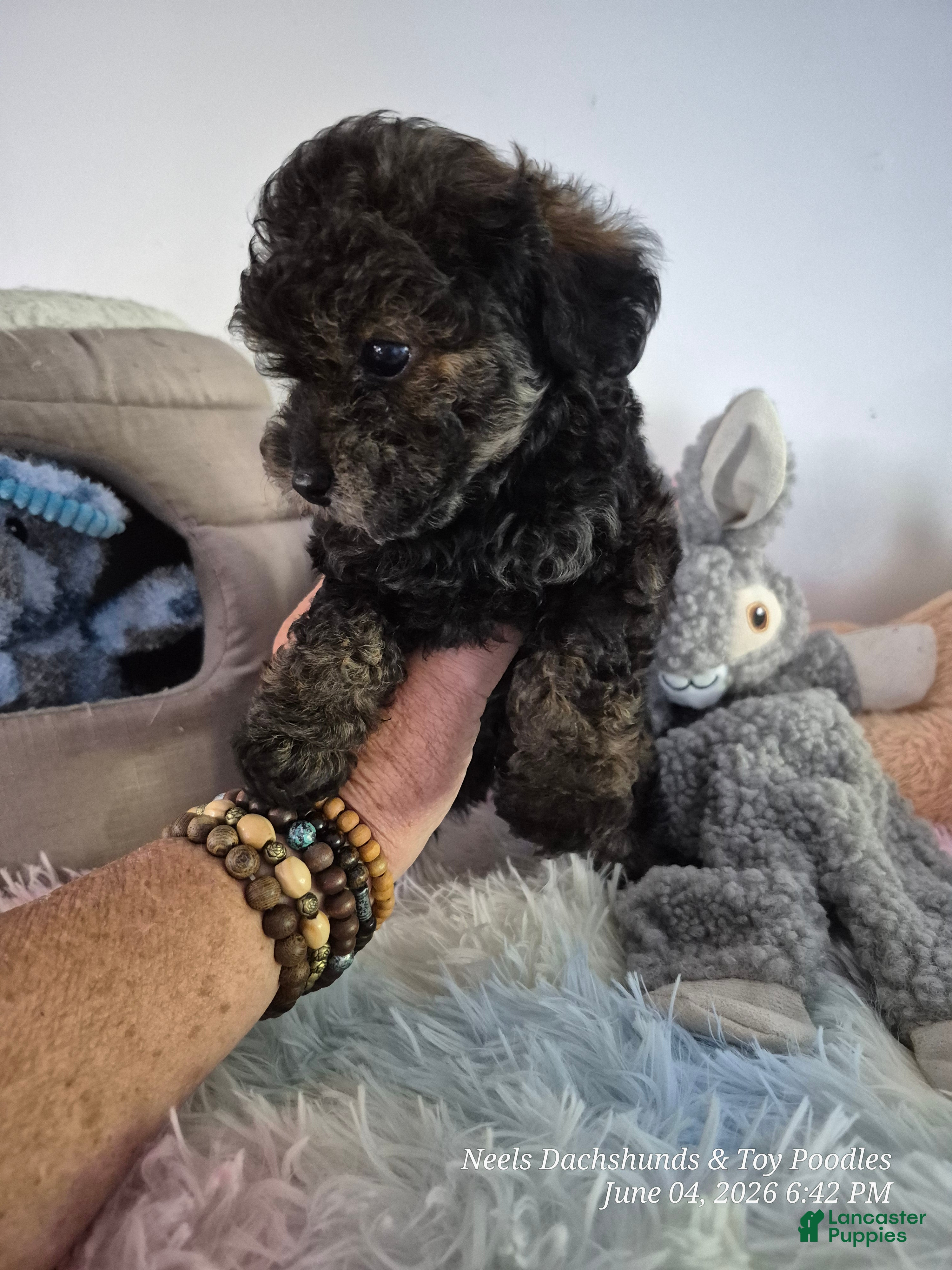 Toy Poodle dogs Toy Poodle Puppy 1 - Ad 1