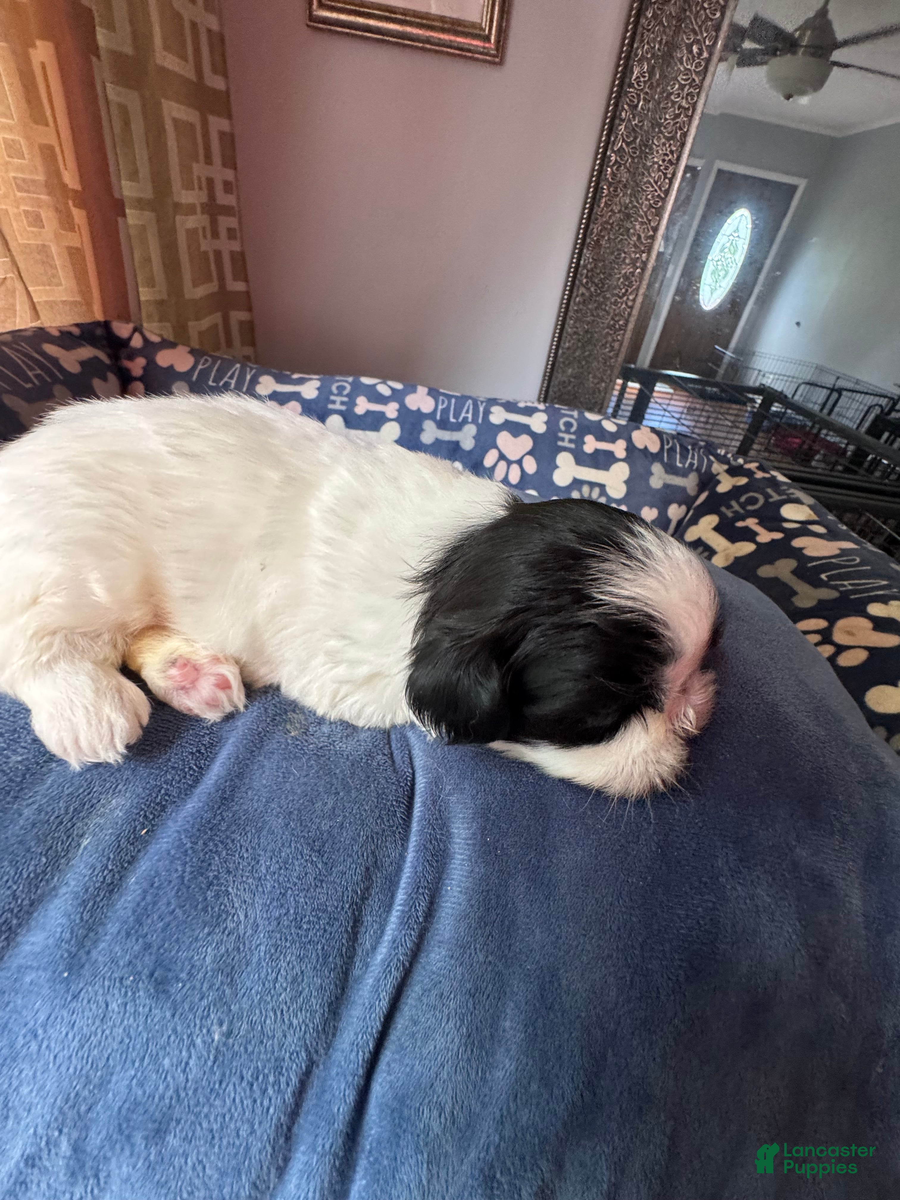 Shih Tzu dogs Shih Tzu 5 - Ad 2