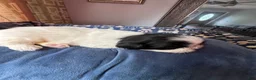 Shih Tzu dogs for sale: Shih Tzu 5 - Ad 2