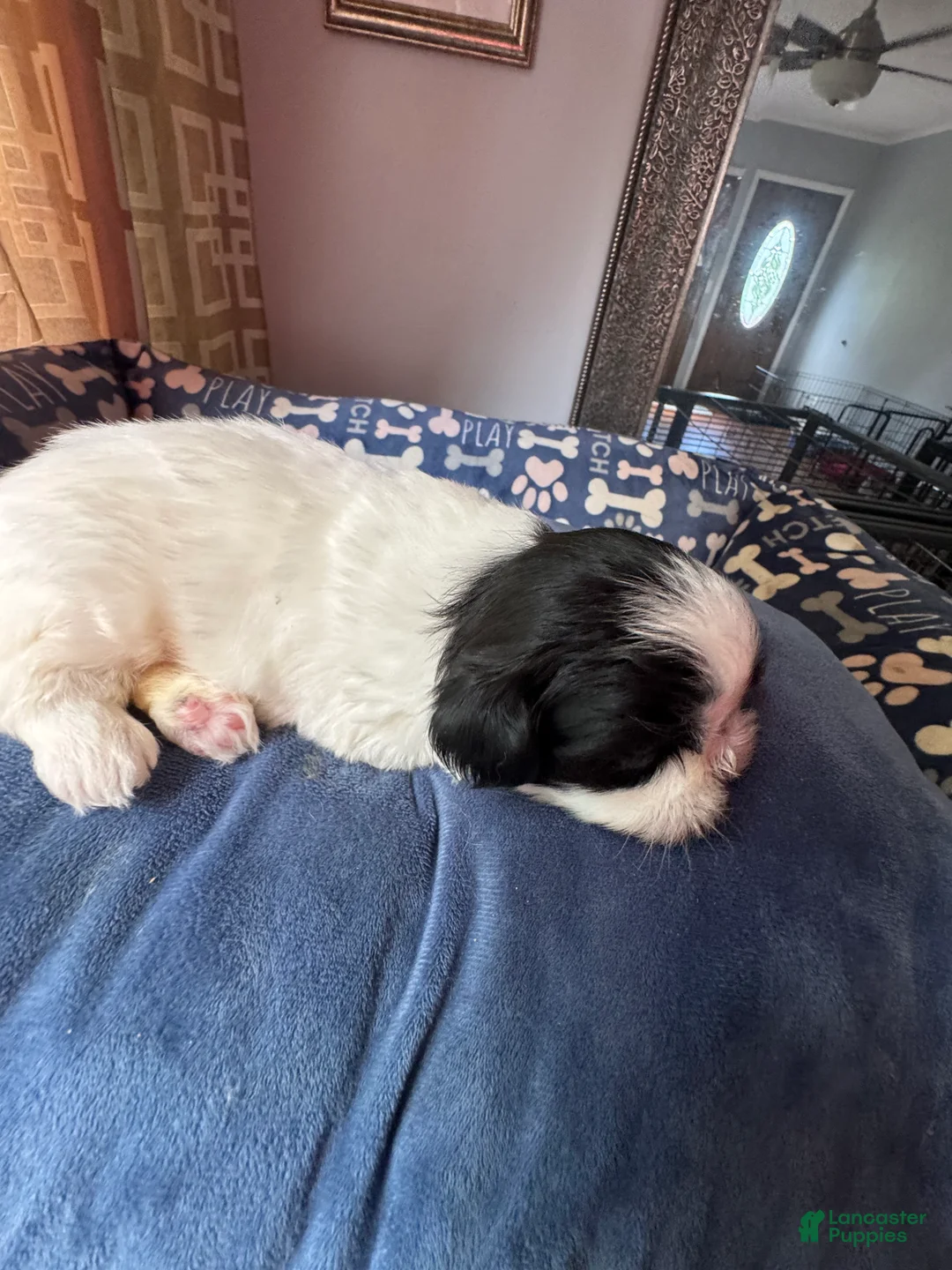 Shih Tzu dogs for sale: Shih Tzu 5 - Ad 2