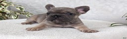French Bulldog dogs for sale: Sam - Ad 1