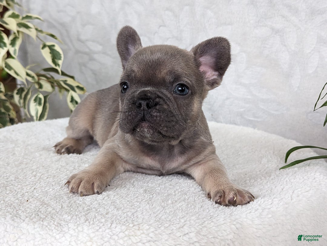 French Bulldog dogs for sale: Sam - Ad 1