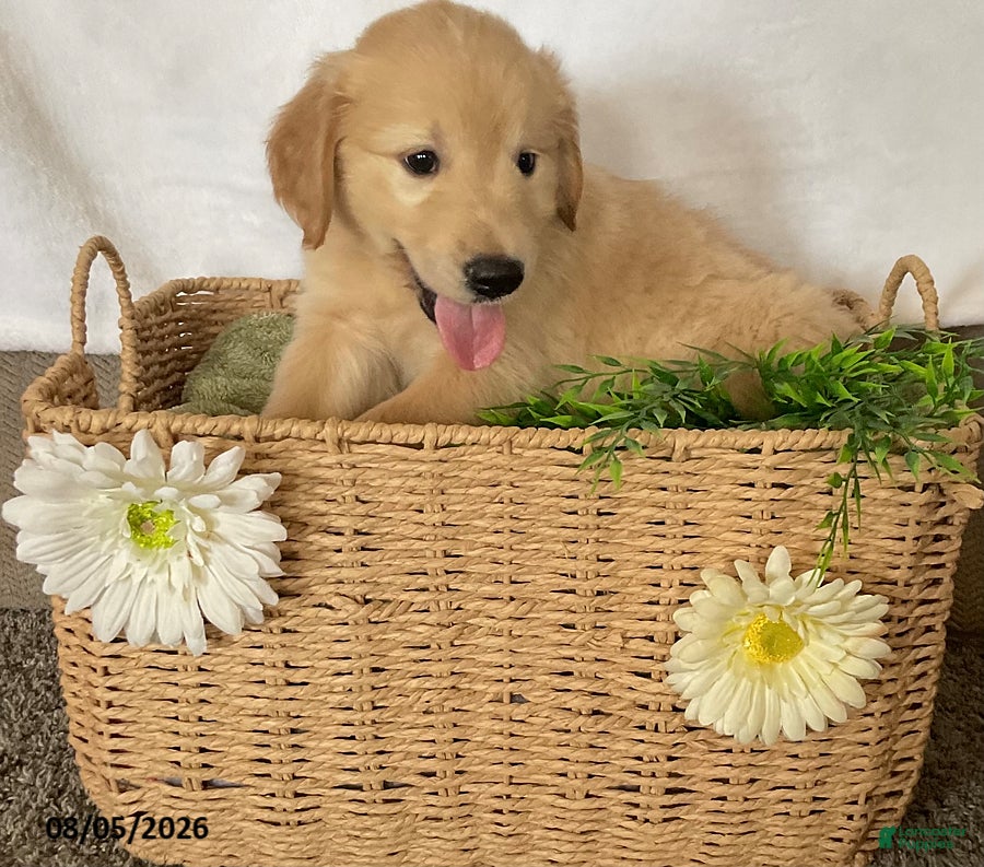 Golden Retriever dogs Harry - Ad 2