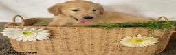 Golden Retriever dogs for sale: Harry - Ad 2