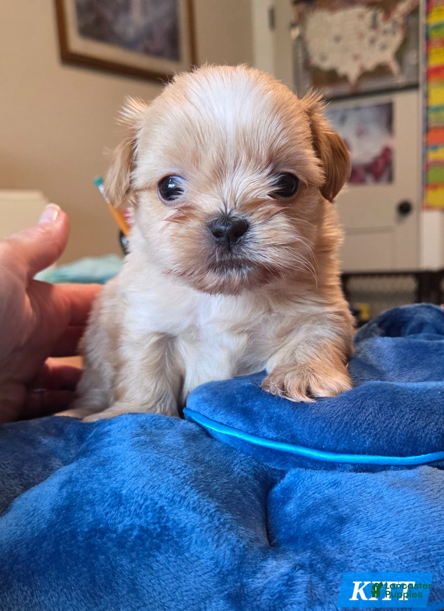 Shih Tzu dogs Shih Tzu Puppy 2 - Ad 2