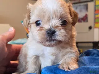 Shih Tzu dogs Shih Tzu Puppy 2 - Ad 2