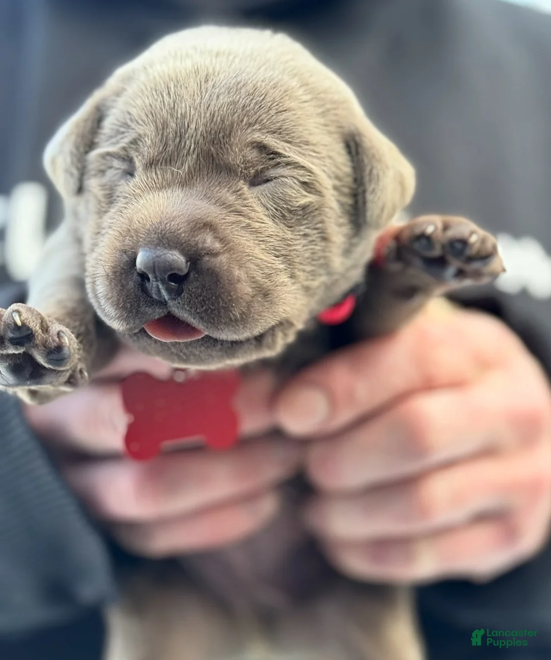 Labrador Retriever dogs for sale: Labrador Retriever Puppy  - Ad 3