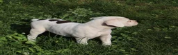 Boxer dogs for sale: Orlando - Ad 4