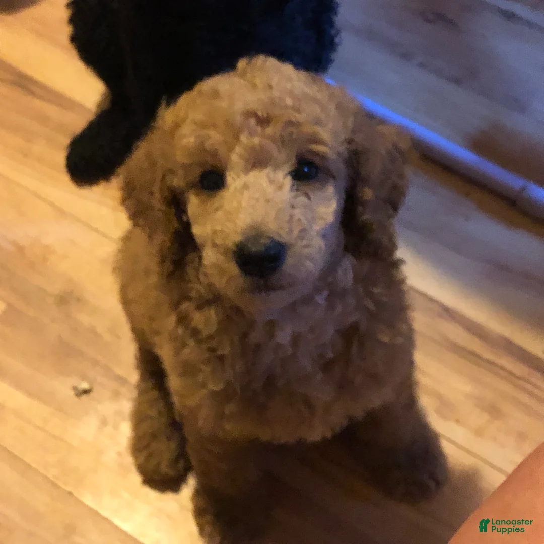 Standard Poodle dogs for sale: Standard Poodle 1 - Ad 1
