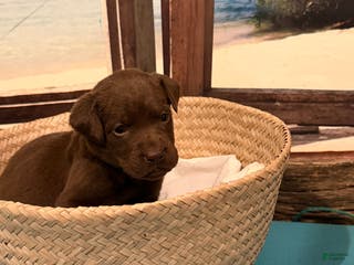 Labrador Retriever dogs Labrador Retriever Puppy MARCO - Ad 21