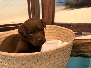 Labrador Retriever dogs Labrador Retriever Puppy MARCO - Ad 34