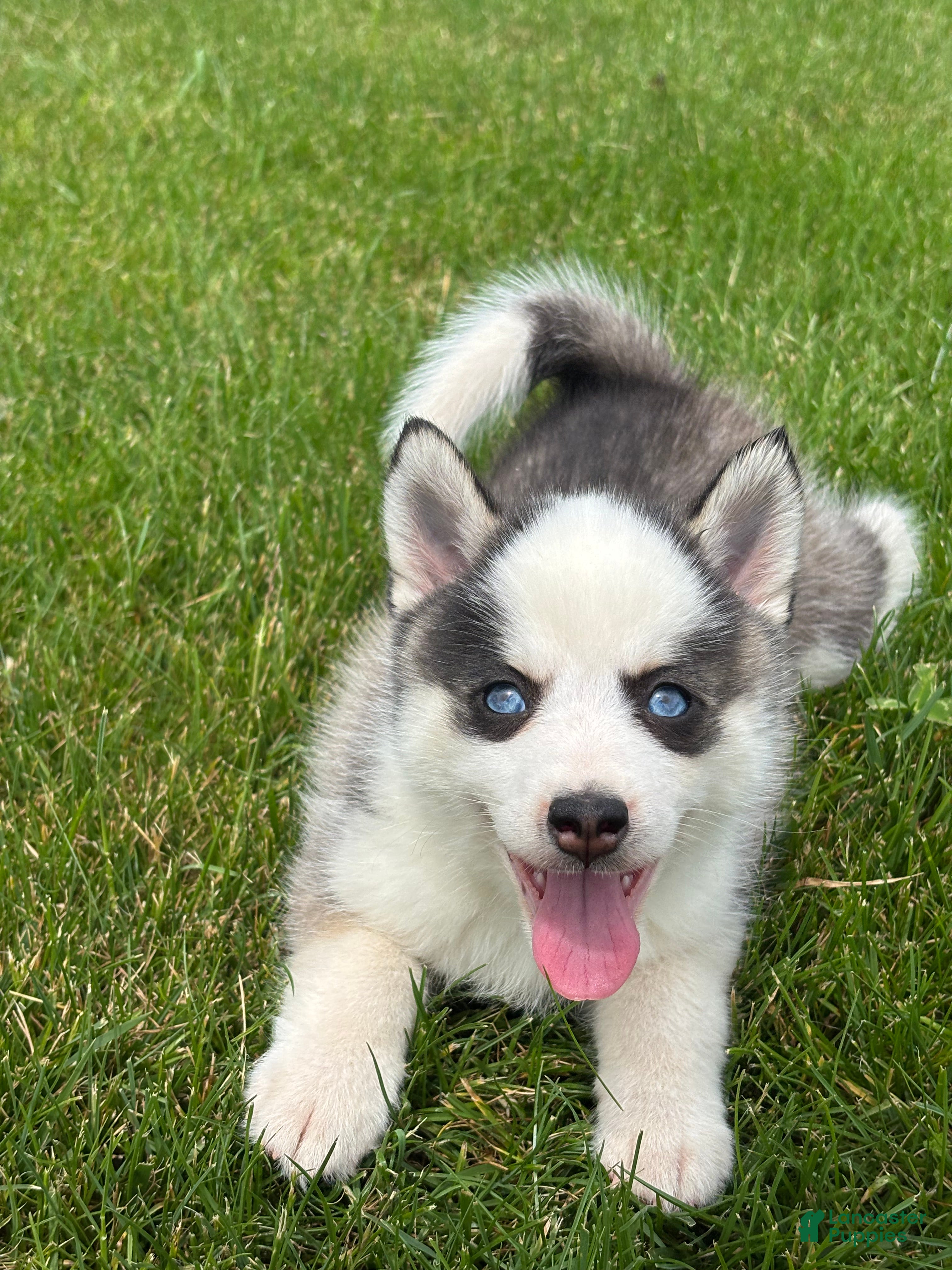 Pomsky dogs Shane - Ad 1