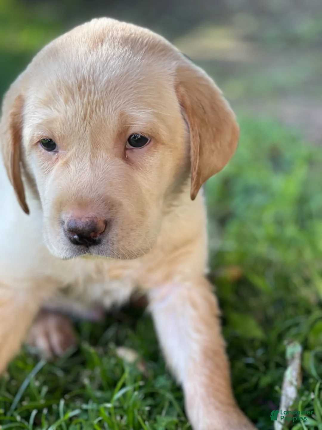 Labrador Retriever dogs for sale: Labrador Retriever Yellow Male 3 - Ad 1