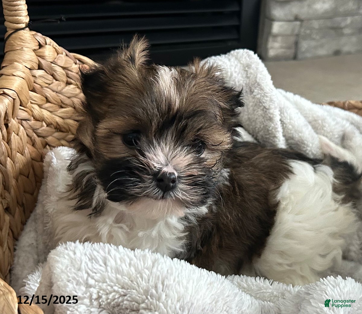 Havanese dogs Cuddles - Ad 5