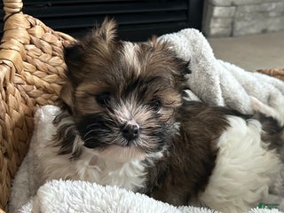 Havanese dogs Cuddles - Ad 11