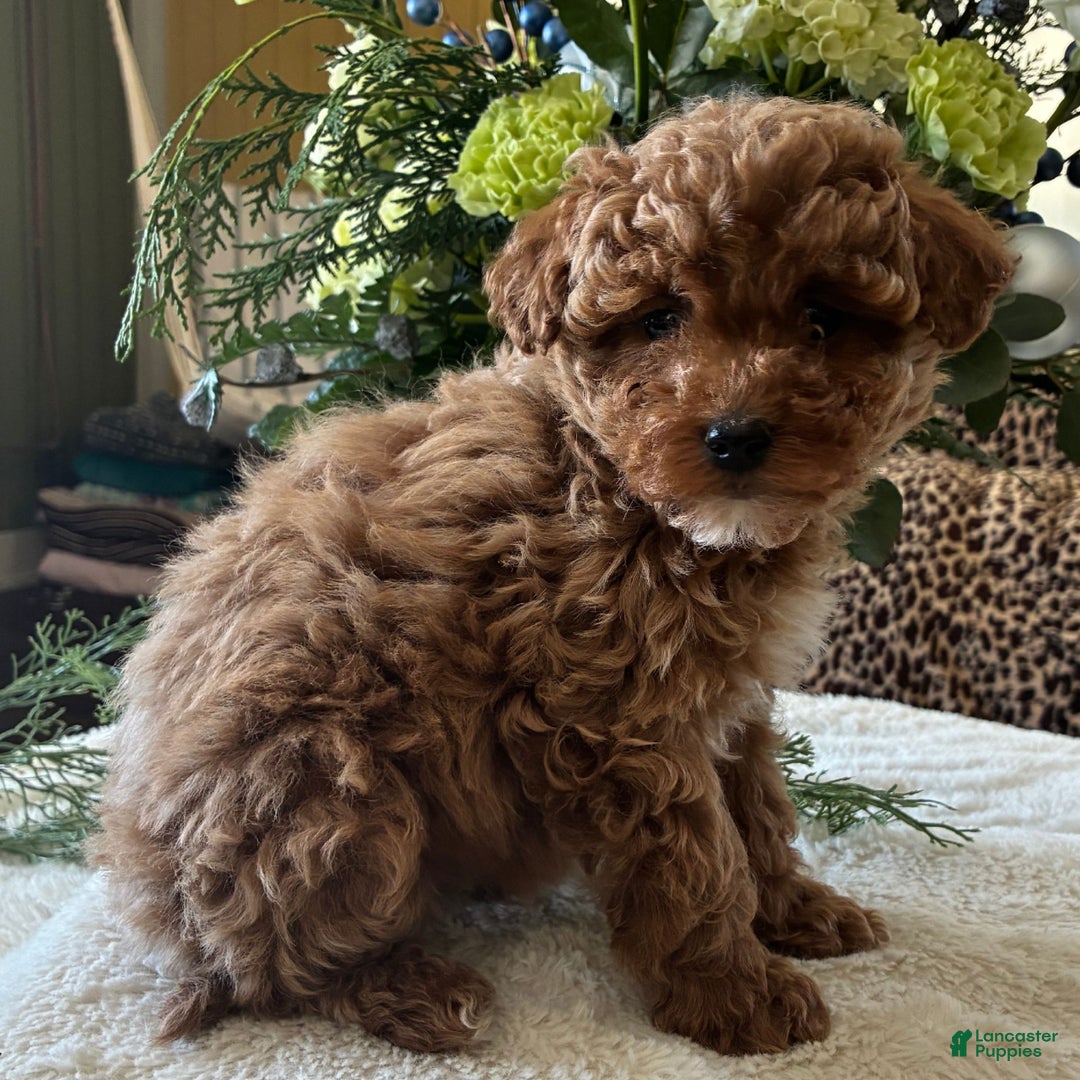 Toy Poodle dogs for sale: Rihana  - Ad 3
