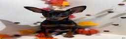 Miniature Pinscher dogs for sale: Zorro - Ad 3
