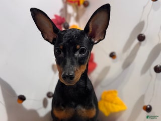 Miniature Pinscher dogs - Ad 33
