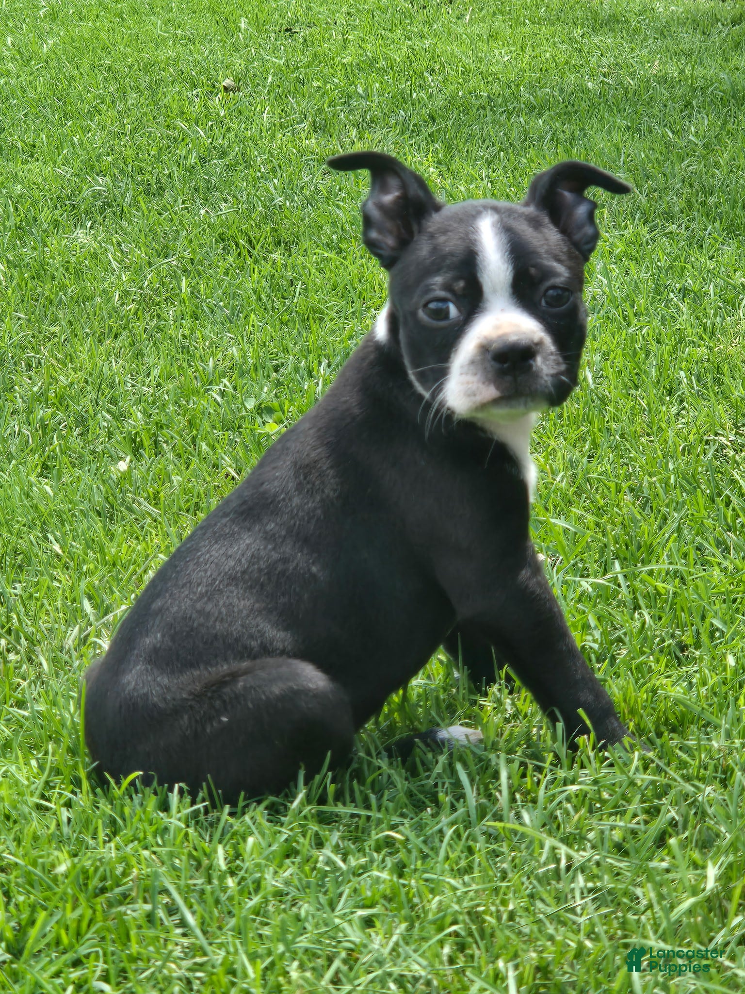 Boston Terrier dogs Bella - Ad 26