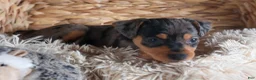 Miniature Pinscher dogs for sale: ABBY - Ad 14