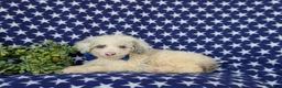 Mini Bernedoodle dogs for sale: Byrnes Hypoallergenic - Ad 4