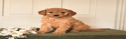 Mini Goldendoodle dogs for sale: Peaches - Ad 1