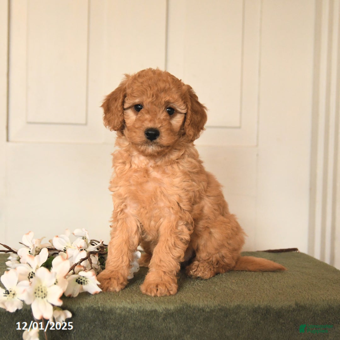 Mini Goldendoodle dogs for sale: Peaches - Ad 1