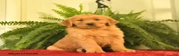 Golden Retriever dogs for sale: Willow  - Ad 1