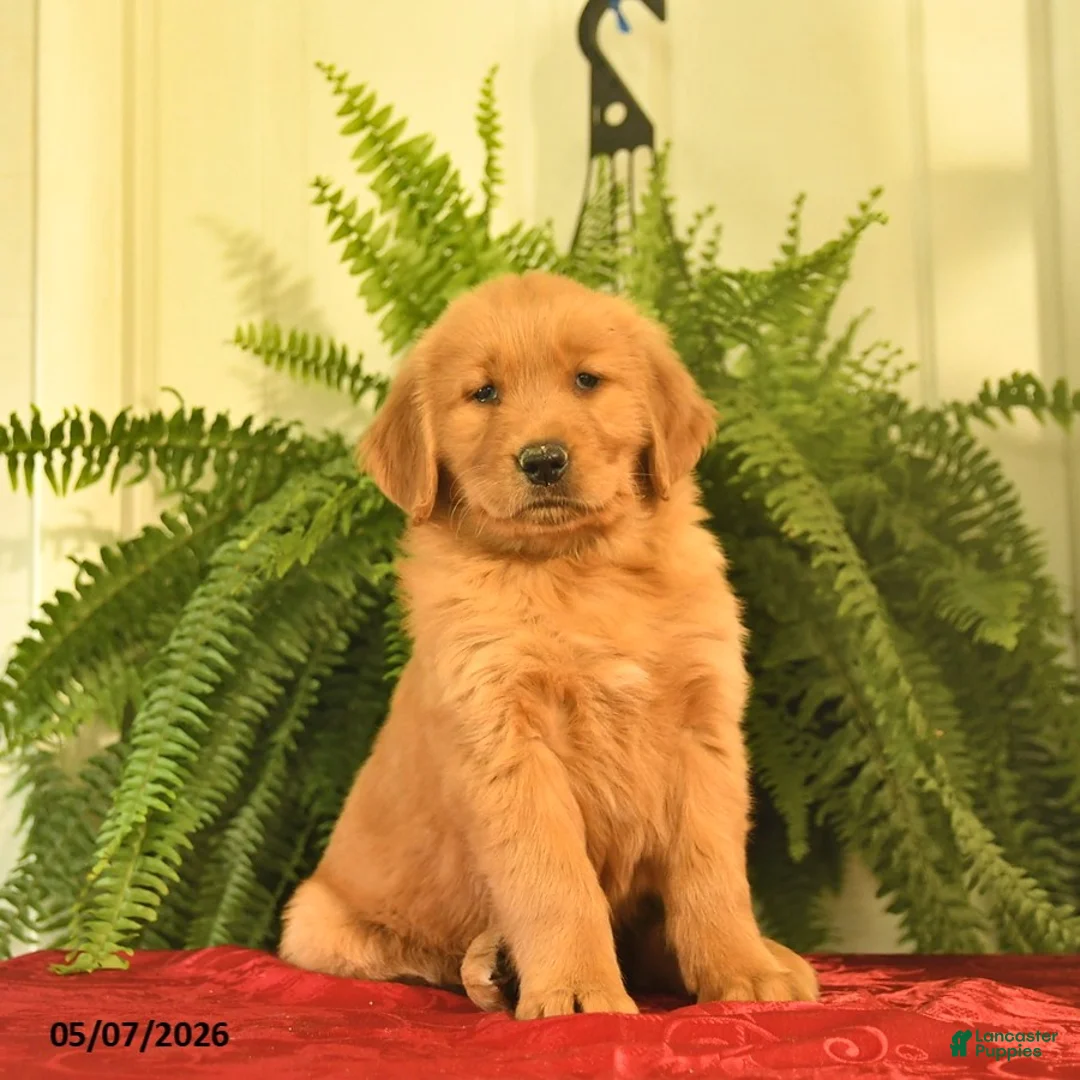 Golden Retriever dogs for sale: Willow  - Ad 1