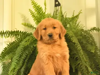 Golden Retriever dogs for sale: Willow - Ad 1