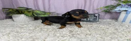 Miniature Dachshund dogs for sale: Miniature Dachshund 1 - Ad 2