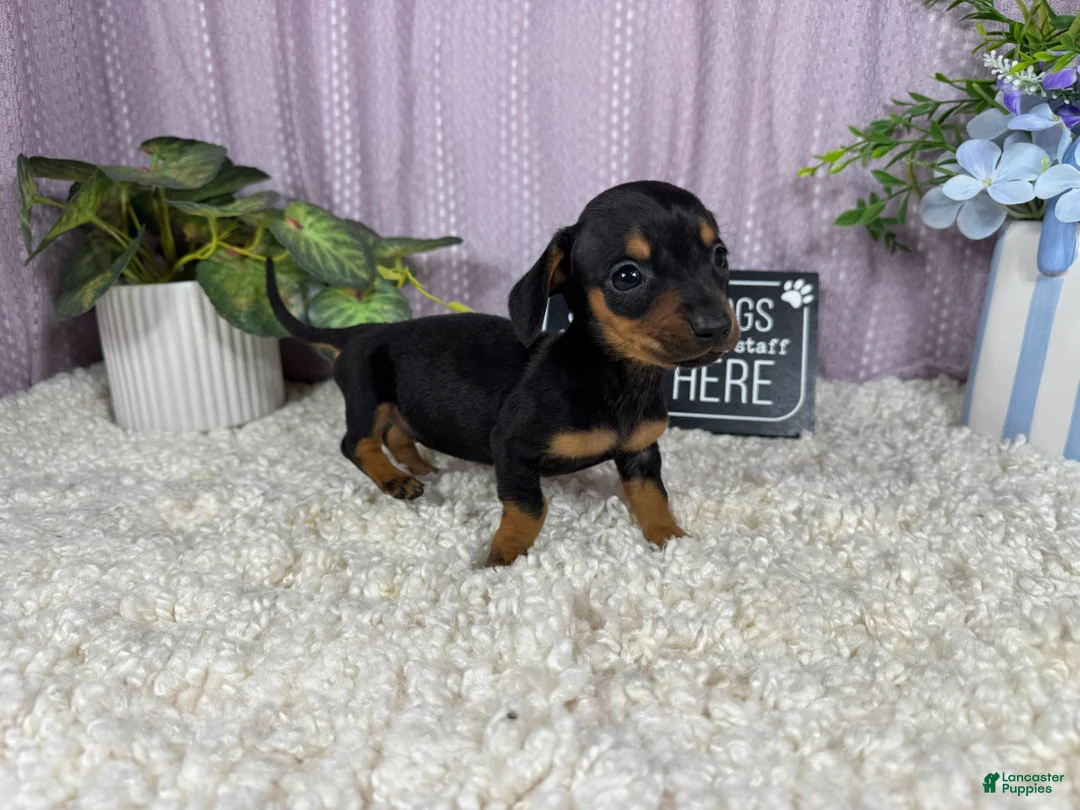 Miniature Dachshund dogs for sale: Miniature Dachshund 1 - Ad 2