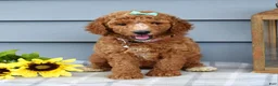 Standard Poodle dogs for sale: Millie - Ad 3