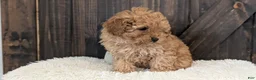 Toy Poodle dogs for sale: Carson - Ad 5