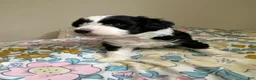 Mixed Breed dogs for sale: Aldo - Ad 2