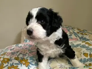 Mixed Breed dogs Aldo - Ad 41