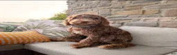 Goldendoodle dogs for sale: Teddy  - Ad 1