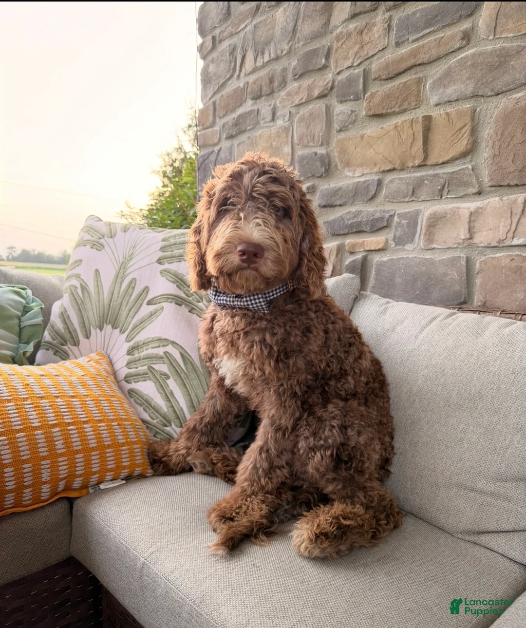 Goldendoodle dogs for sale: Teddy  - Ad 1