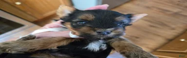 Yorkshire Terrier Puppy 2