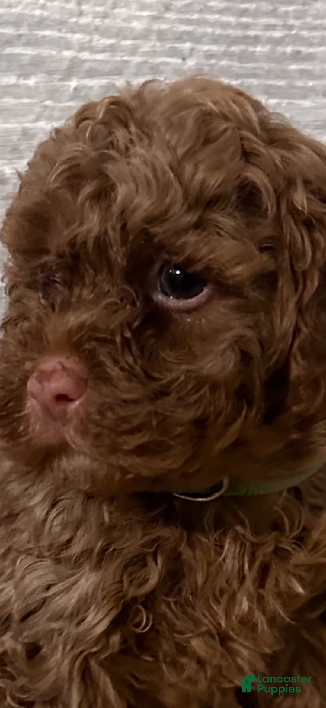 Toy Poodle dogs for sale: Hunter- AKC Teacup/Toy Poodle  - Ad 2